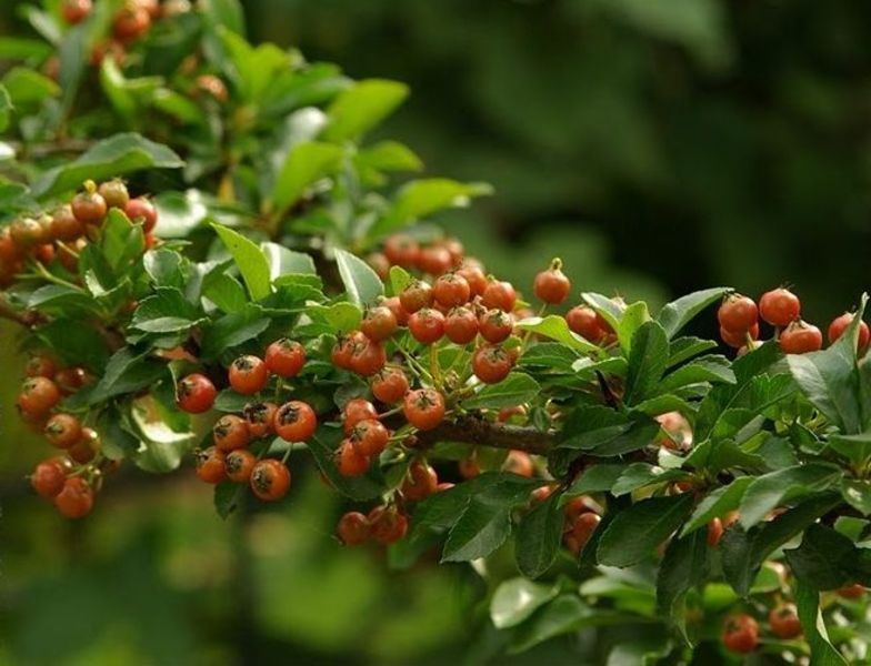 PYRACANTHA H. TETON
