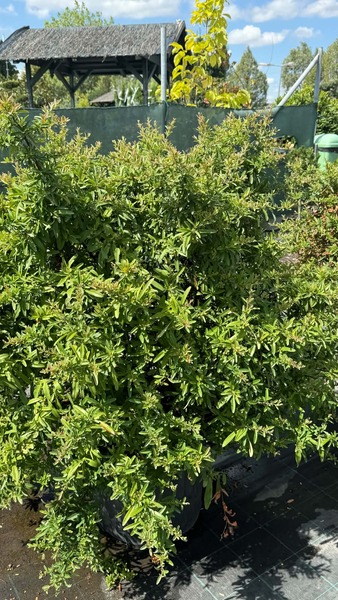PYRACANTHA NAVAHO