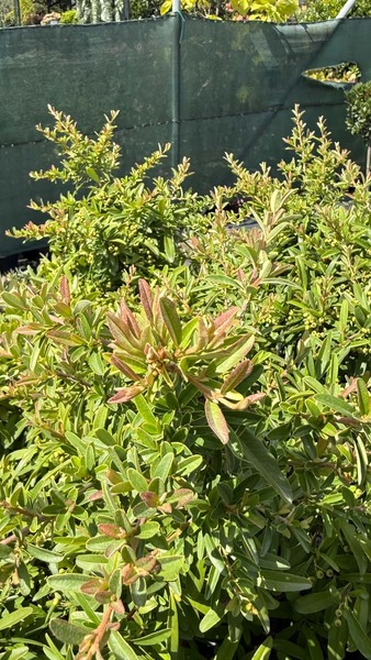 PYRACANTHA NAVAHO