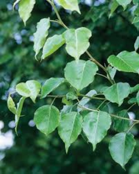 PYRUS CALLERYANA