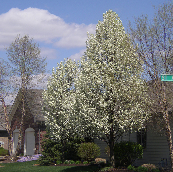 PYRUS COMMUNIS BEACH HILL