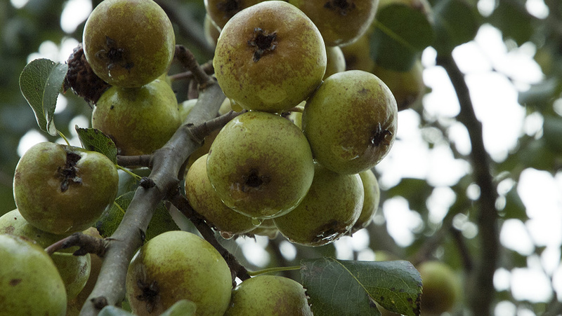 PYRUS COMMUNIS BEACH HILL