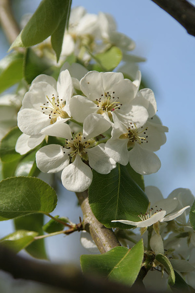 PYRUS COMMUNIS BEACH HILL