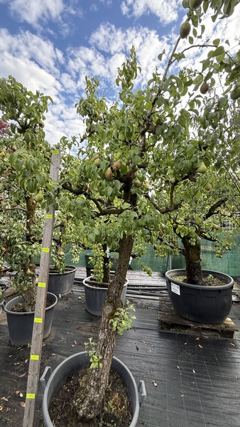 PYRUS COMMUNIS CONFERENCE