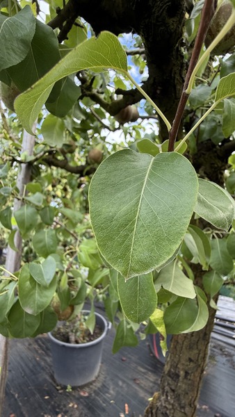 PYRUS COMMUNIS CONFERENCE