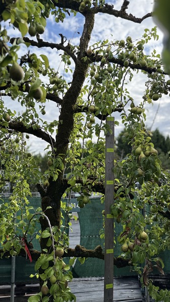 PYRUS COMMUNIS CONFERENCE