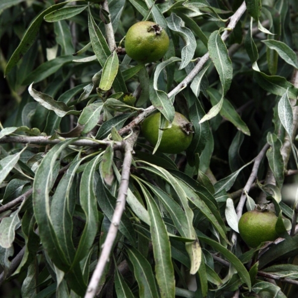 PYRUS SALICIFOLIA PENDULA