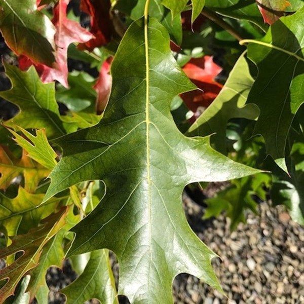 QUERCUS PALUSTRIS GREEN PILLAR