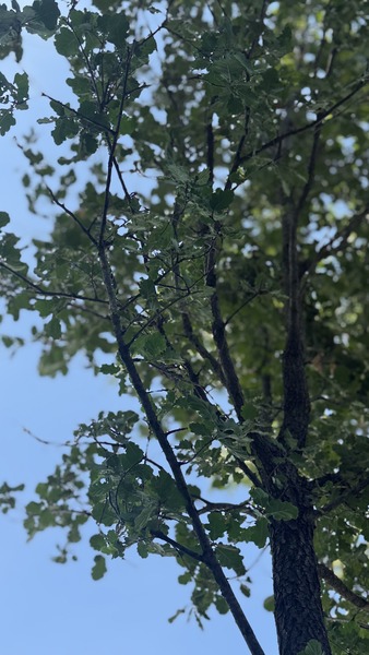 QUERCUS PUBESCENS