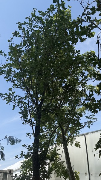 QUERCUS PUBESCENS