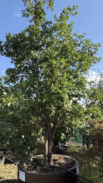 QUERCUS PUBESCENS