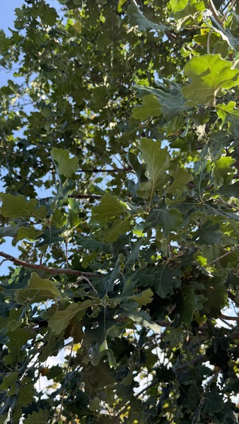 QUERCUS PUBESCENS