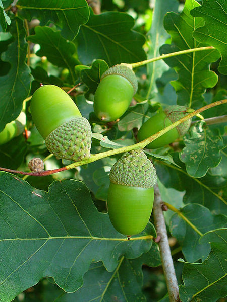 QUERCUS ROBUR