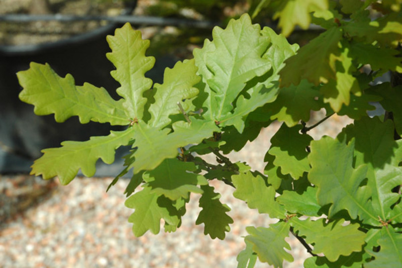QUERCUS ROBUR FAST. KOSTER