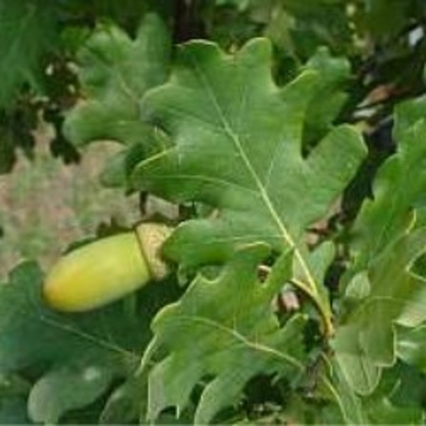 QUERCUS ROBUR FASTIGIATA