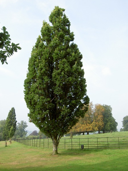QUERCUS ROBUR FASTIGIATA KOST.