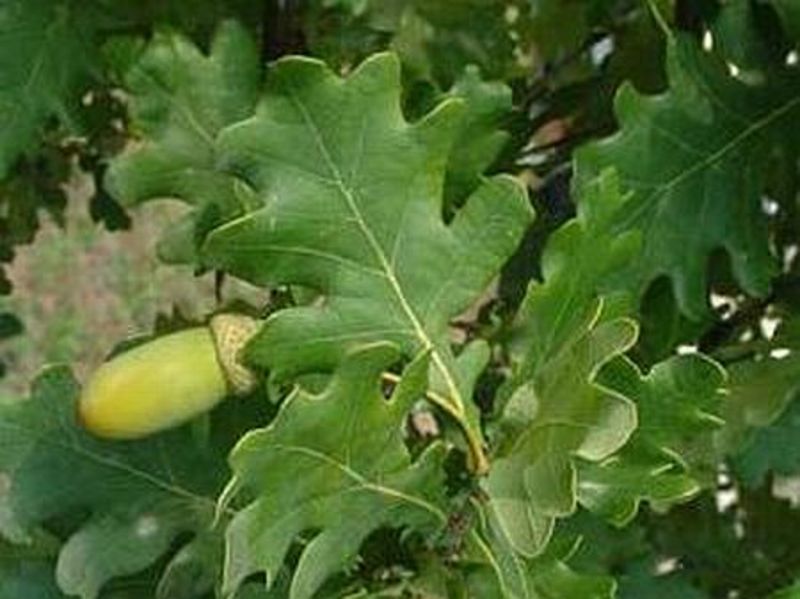 QUERCUS ROBUR FASTIGIATA KOST.