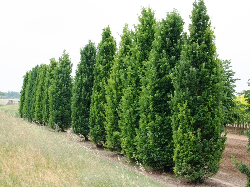 QUERCUS ROBUR FAST. KOSTER