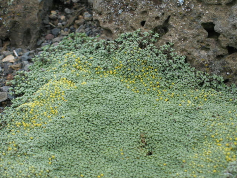 RAOULIA AUSTRALIS