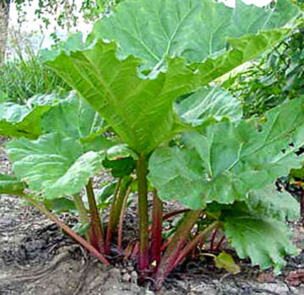 RHEUM RHABARBARUM