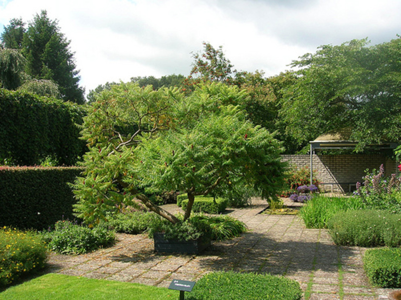 RHUS TYPHINA DISSECTA