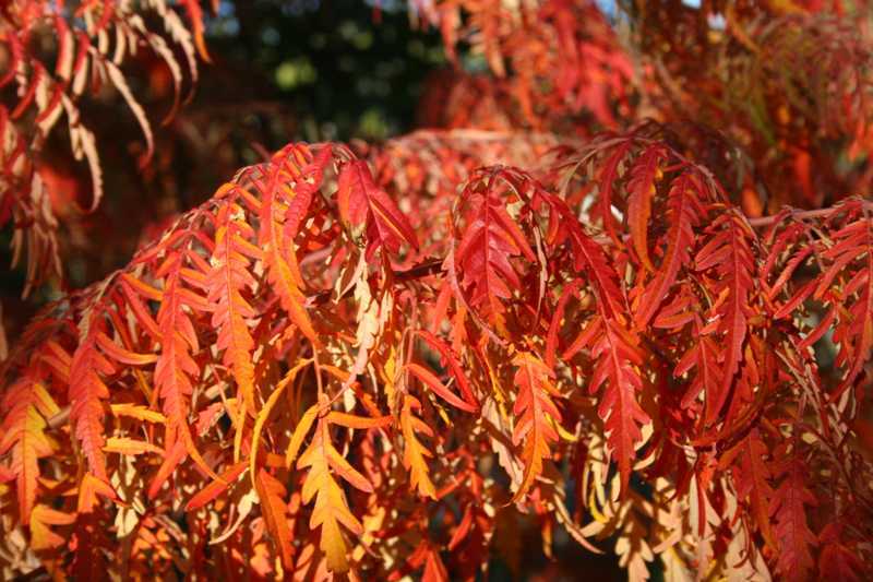 RHUS TYPHINA DISSECTA