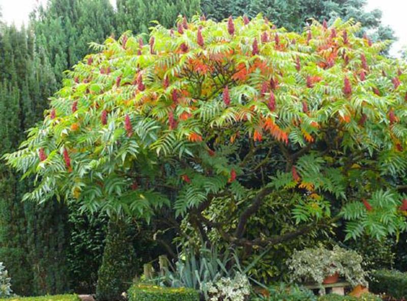 RHUS TYPHINA LACINIATA