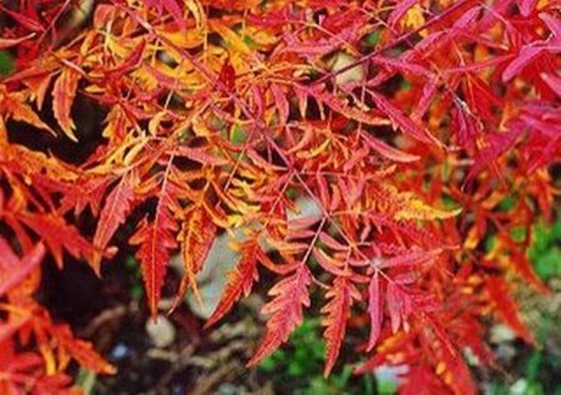 RHUS TYPHINA LACINIATA