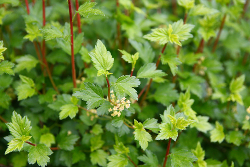 RIBES ALPINUM SCHMIDT