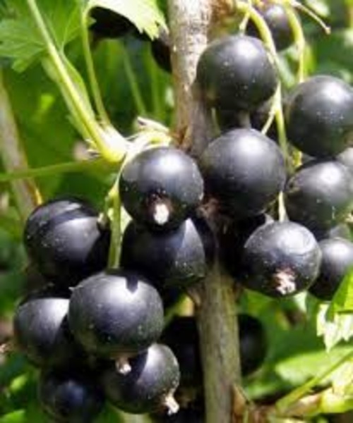 RIBES NIGRUM FERTODI