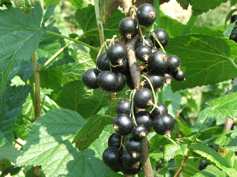 RIBES NIGRUM