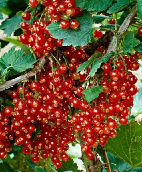 RIBES RUBRUM JONKHEER VAN TETS
