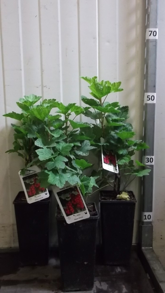 RIBES RUBRUM