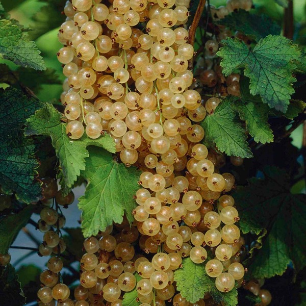 RIBES RUBRUM BLANKA