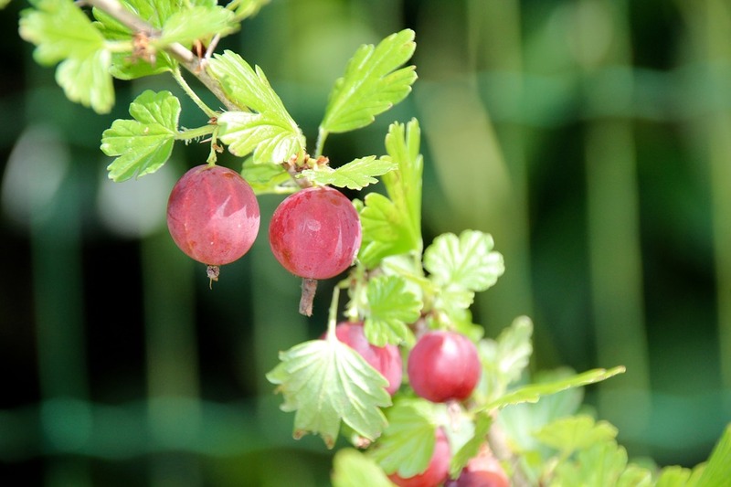 RIBES UVA-CRISPA PIROS