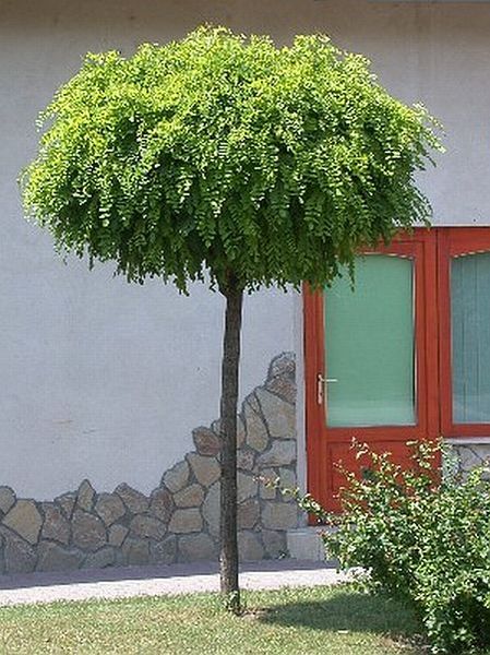 ROBINIA PSEUD. UMBRACULIFERA
