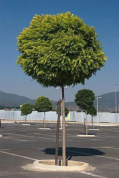 ROBINIA PSEUD. UMBRACULIFERA