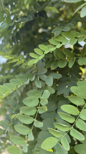 ROBINIA PSEUD. UMBRACULIFERA