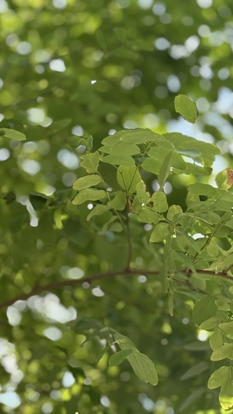 ROBINIA PSEUD. UMBRACULIFERA