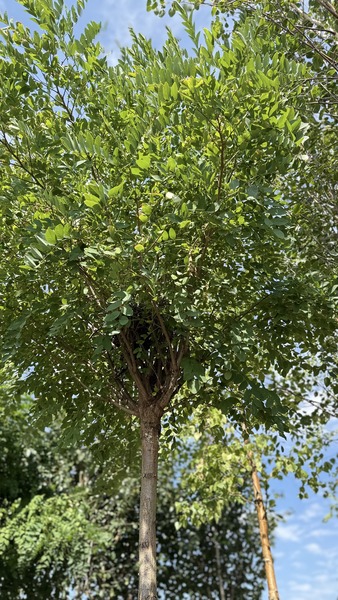 ROBINIA PSEUD. UMBRACULIFERA