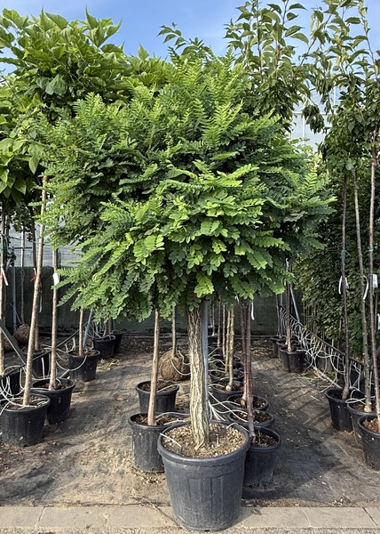 ROBINIA PSEUD. UMBRACULIFERA