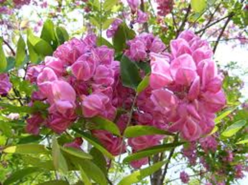ROBINIA PSEUD. CASQUE ROUGE