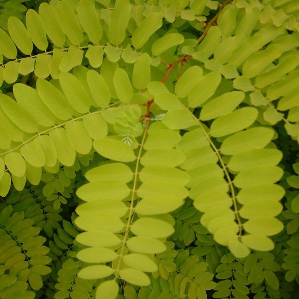 ROBINIA PSEUD. FRISIA