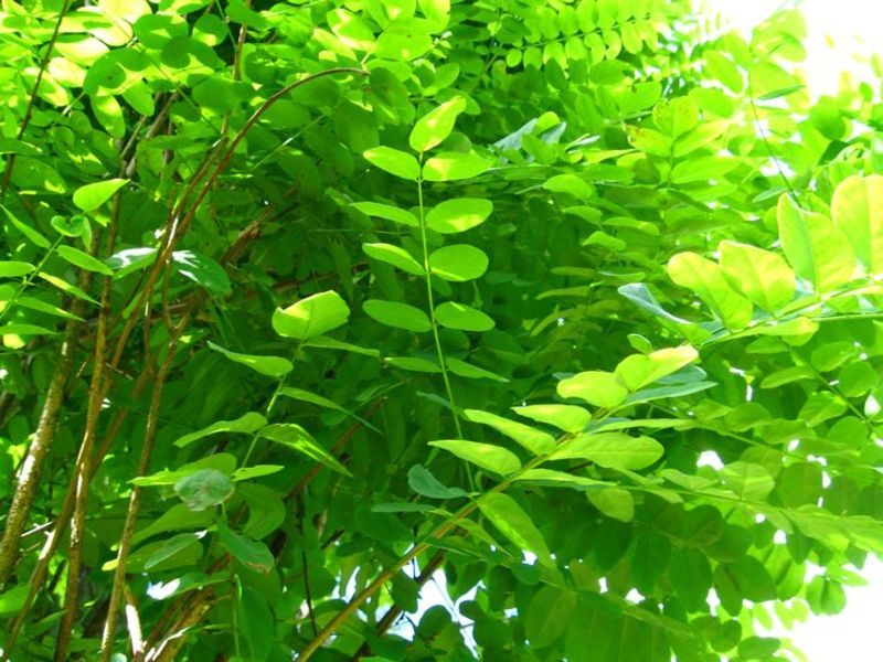 ROBINIA PSEUD. UMBRACULIFERA