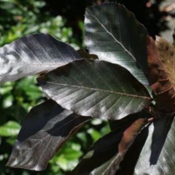 FAGUS SYLVATICA DAWICK PURPLE