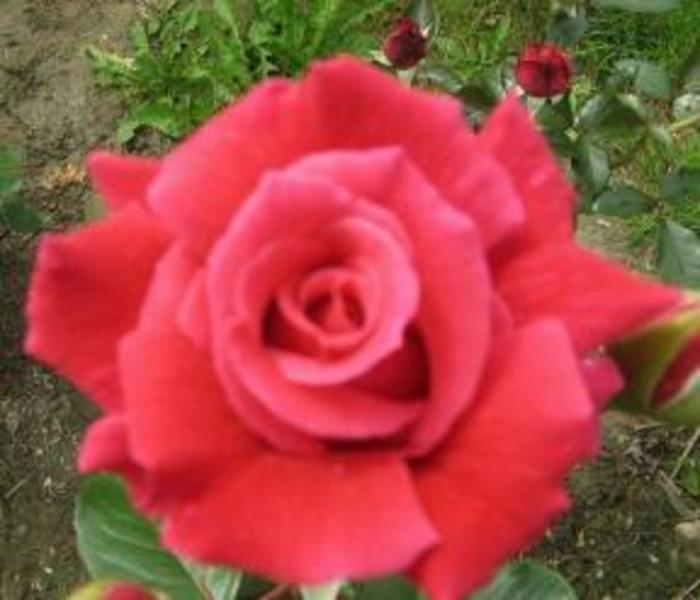 ROSA AIDA