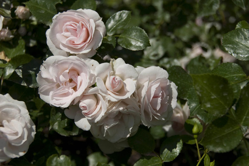 ROSA ASPIRIN