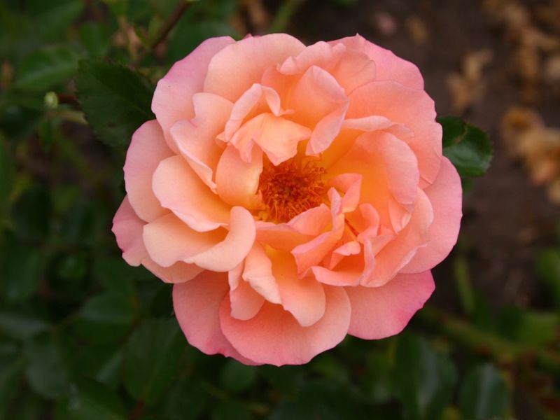 ROSA CUBANA
