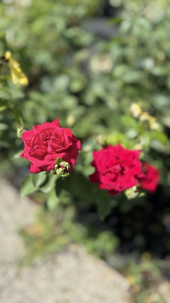 ROSA DAME DE COEUR