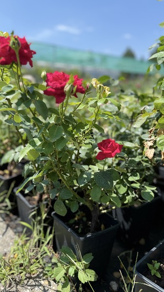 ROSA DAME DE COEUR